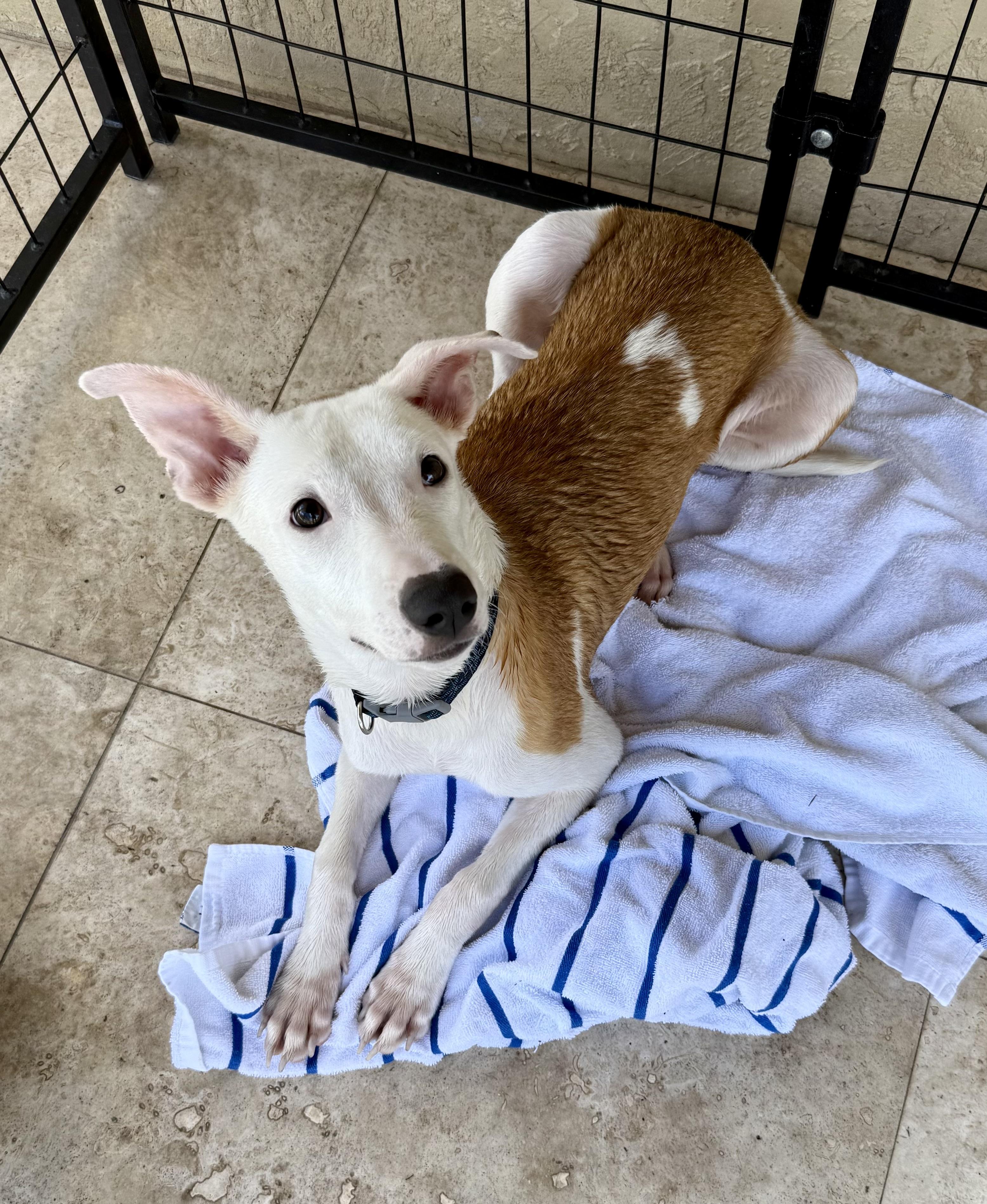 Enlarge TOT Sweet Puppy, a Adoptable Greyhound in Boca Raton, FL image 5/6