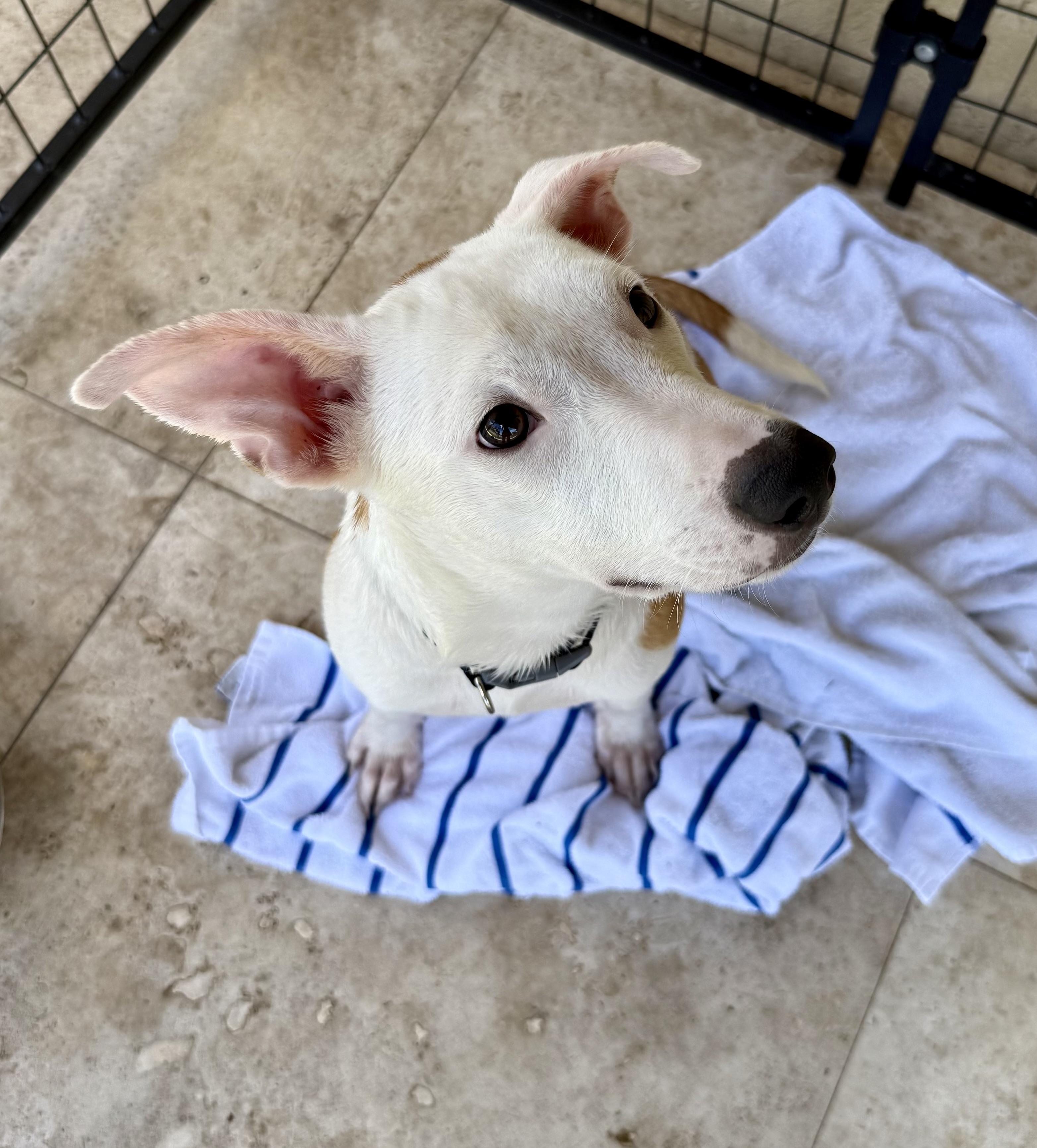 Enlarge TOT Sweet Puppy, a Adoptable Greyhound in Boca Raton, FL image 2/6