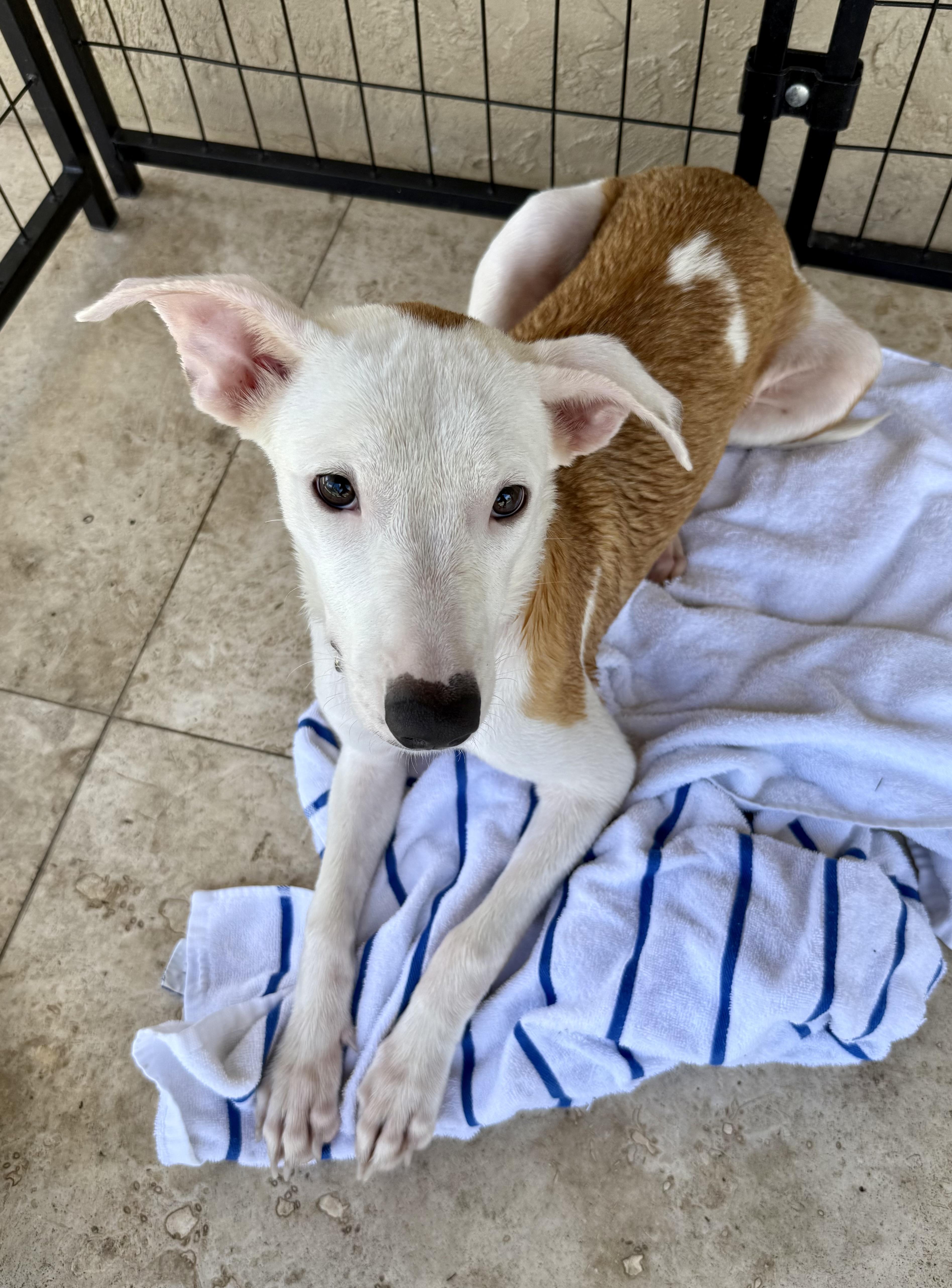 Enlarge TOT Sweet Puppy, a Adoptable Greyhound in Boca Raton, FL image 4/6