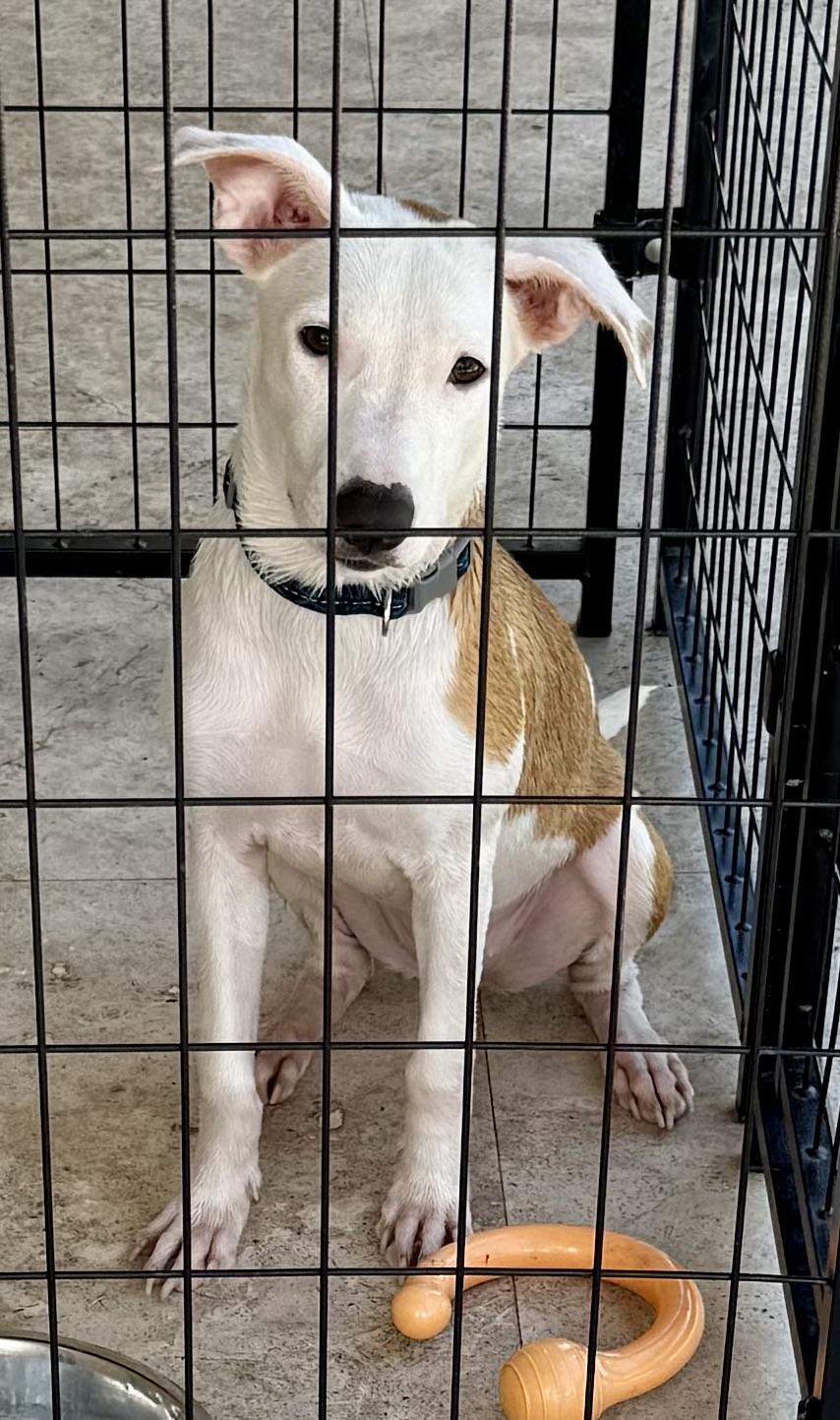 Enlarge TOT Sweet Puppy, a Adoptable Greyhound in Boca Raton, FL image 6/6