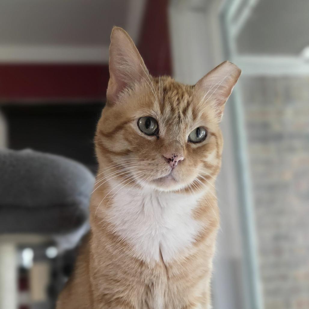 Helo, Adoptable, Adult Male Domestic Short Hair.