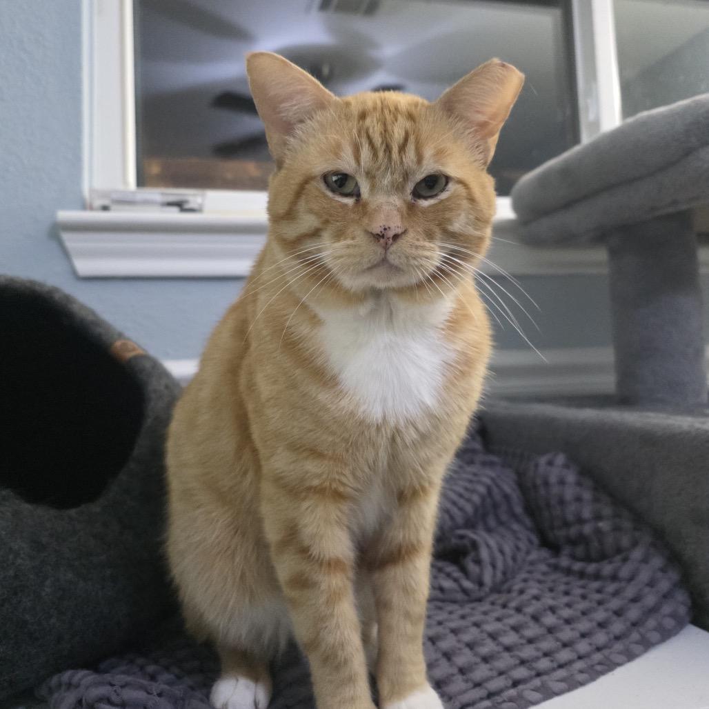 Helo, a Adoptable Domestic Short Hair in Houston, TX image 2/6