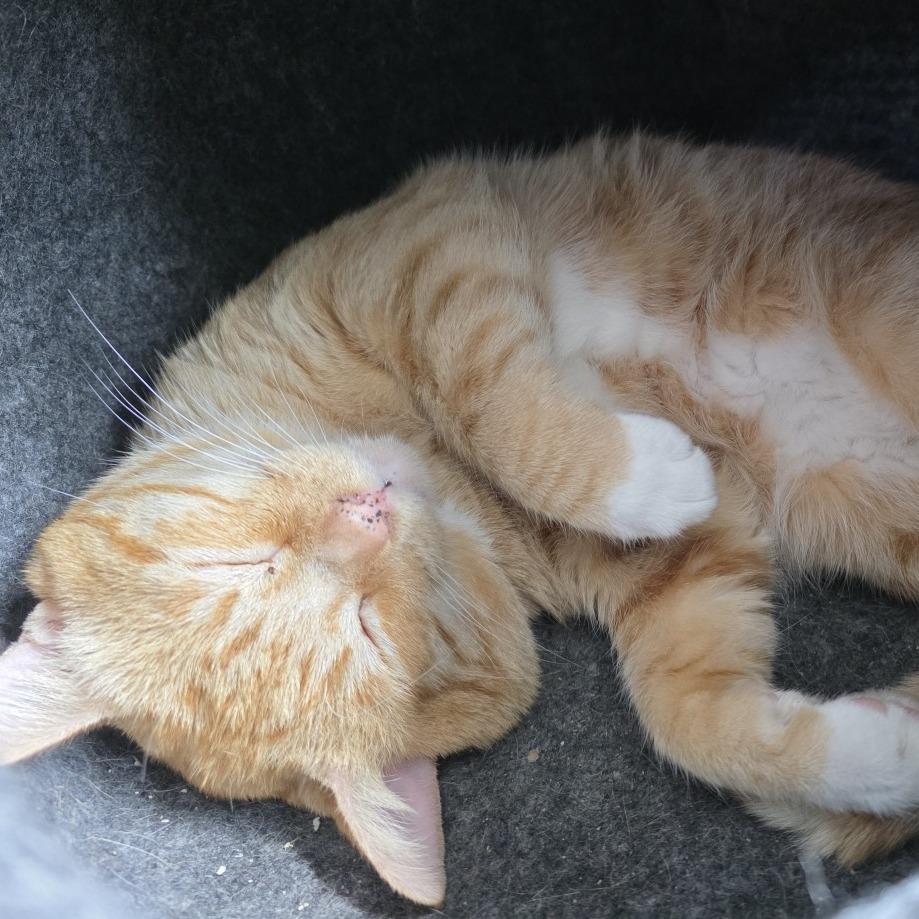 Helo, a Adoptable Domestic Short Hair in Houston, TX image 3/6