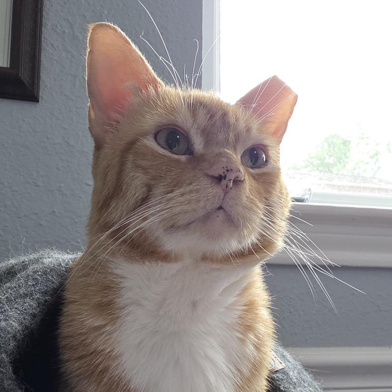 Helo, a Adoptable Domestic Short Hair in Houston, TX image 4/6