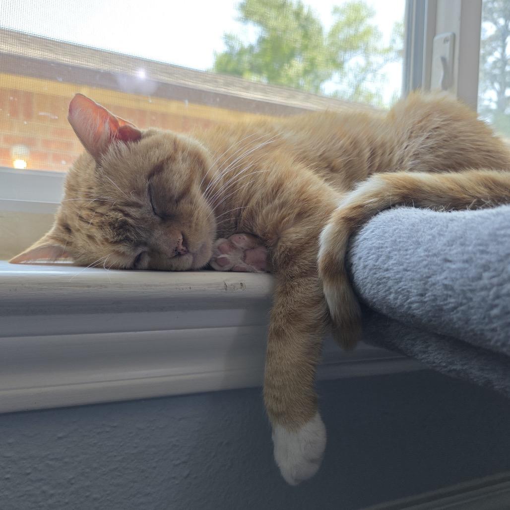 Helo, a Adoptable Domestic Short Hair in Houston, TX image 5/6