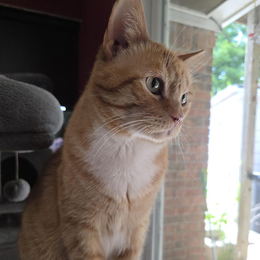 Helo, a Adoptable Domestic Short Hair in Houston, TX image 6/6