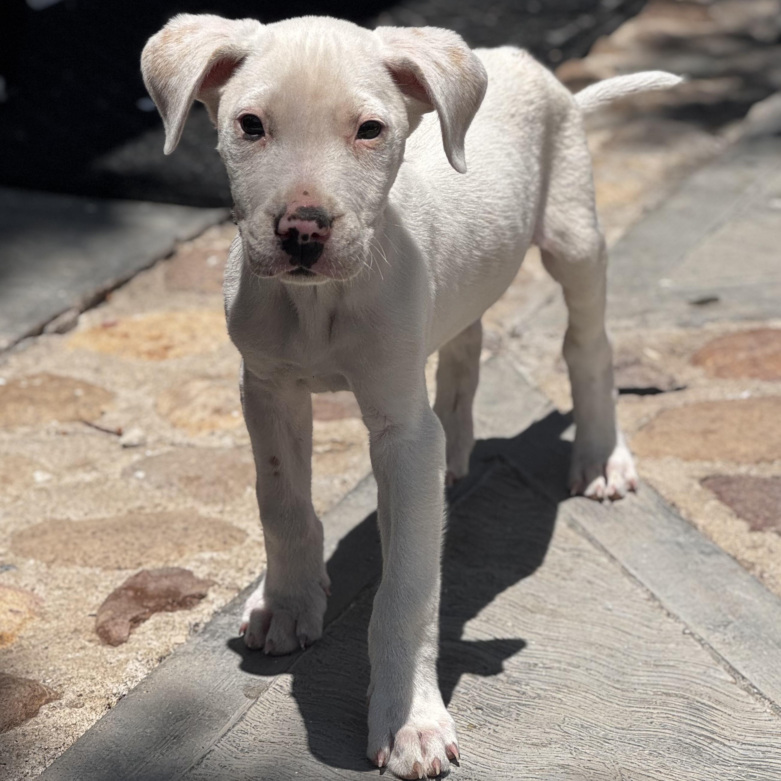 Enlarge Ross, a Adoptable mixed breed in Bellingham, WA image 5/6