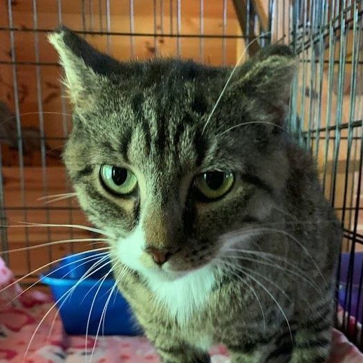 Enlarge Lovey, a Adoptable mixed breed in Hawley, PA image 1/6