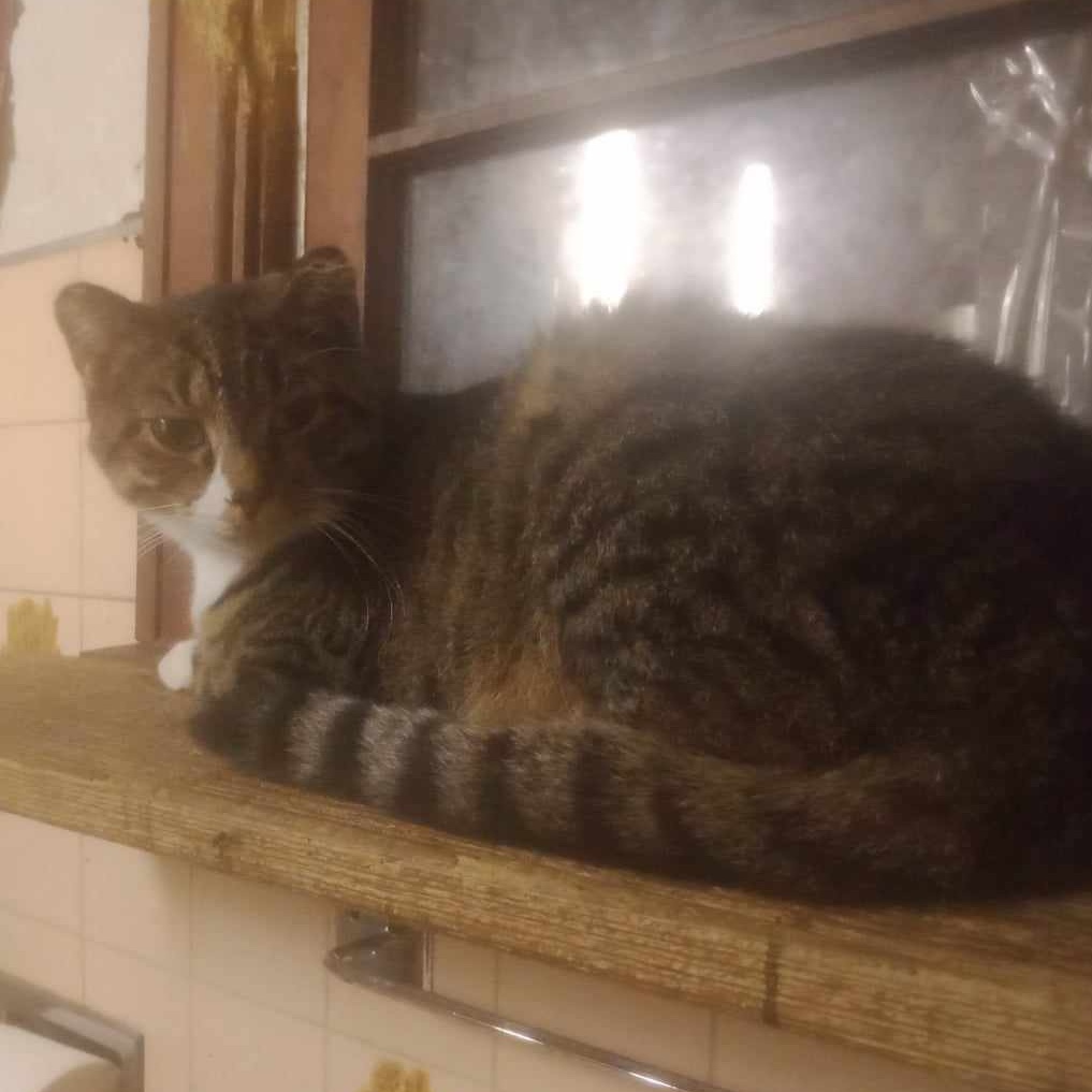 Enlarge Lovey, a Adoptable mixed breed in Hawley, PA image 2/6