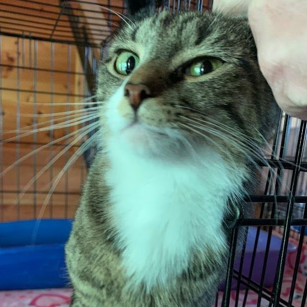 Enlarge Lovey, a Adoptable mixed breed in Hawley, PA image 4/6