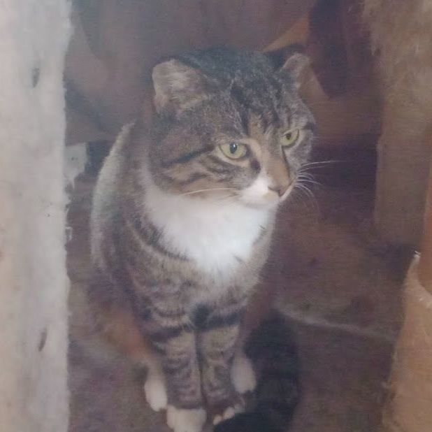 Enlarge Lovey, a Adoptable mixed breed in Hawley, PA image 5/6