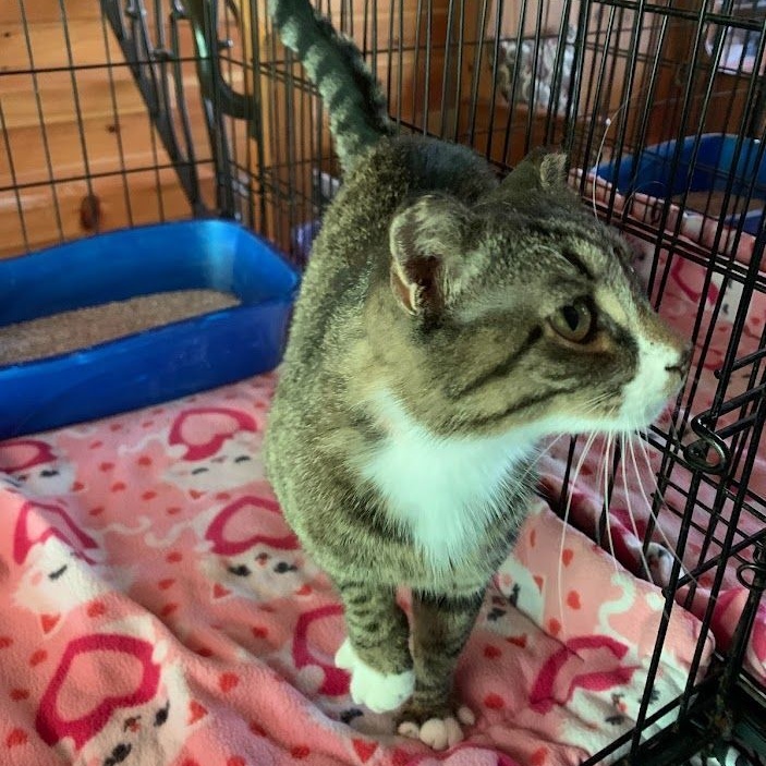 Enlarge Lovey, a Adoptable mixed breed in Hawley, PA image 6/6