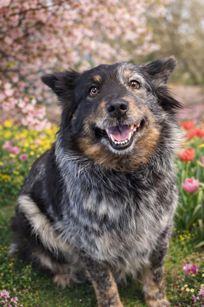 Oakley, Adoptable, Adult Female Australian Cattle Dog / Blue Heeler & Australian Shepherd.