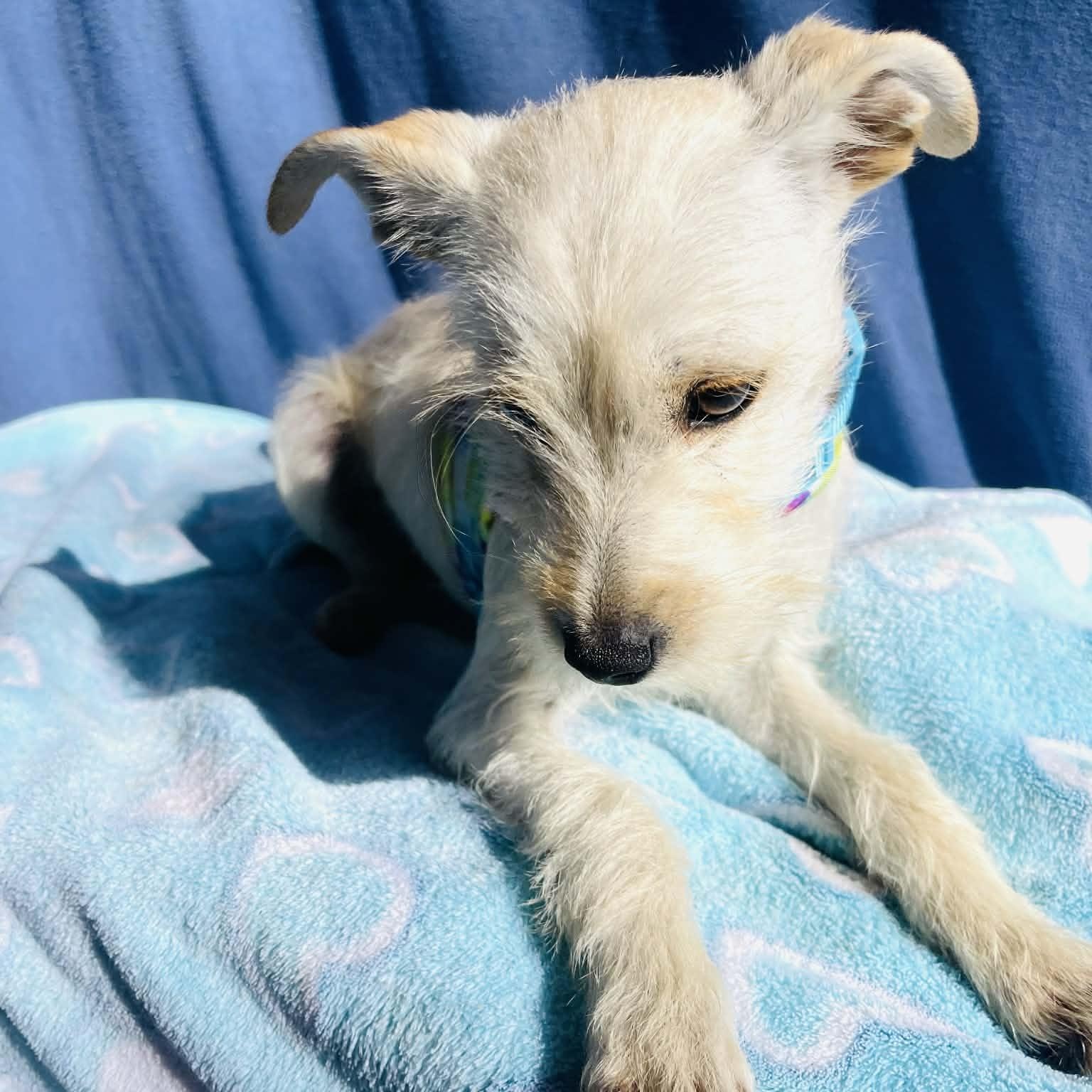 Letty, adopted, Puppy Female Terrier & Maltese.