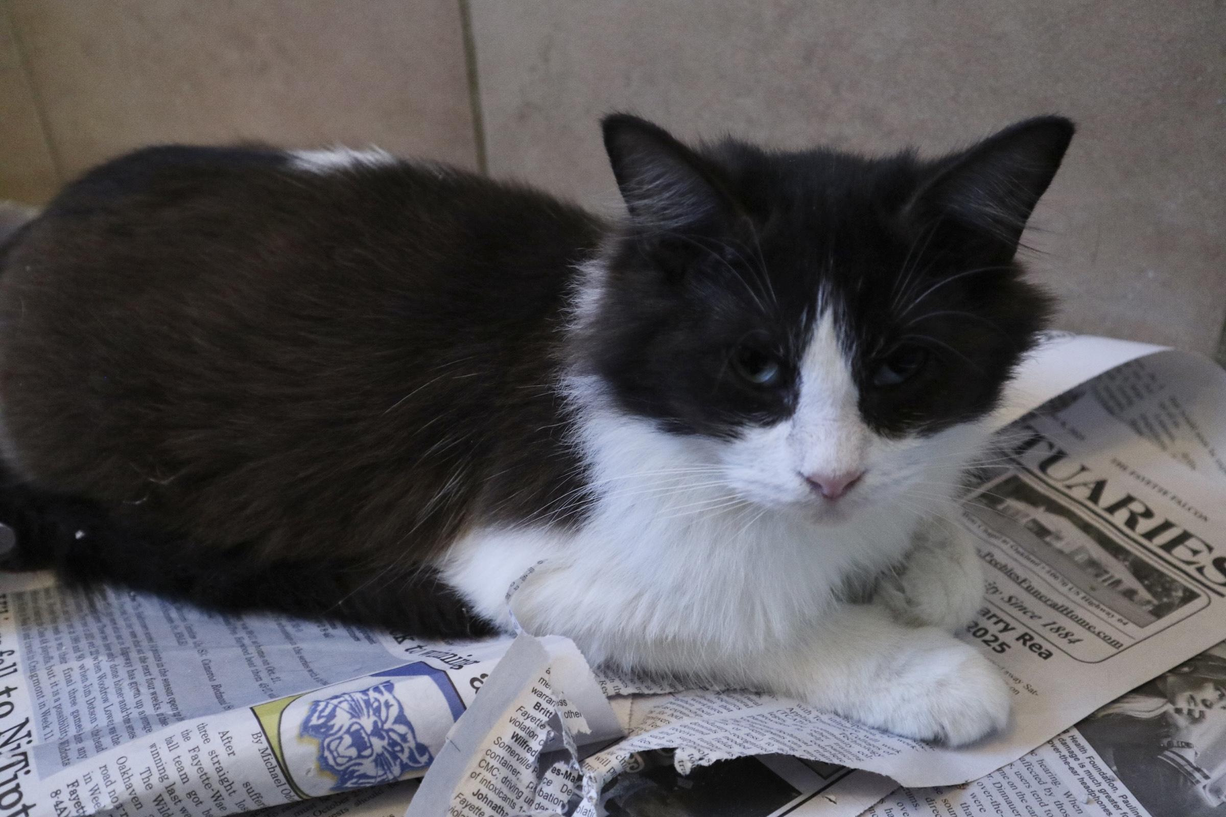 Enlarge Pippin, an adopted Domestic Long Hair in Worcester, MA image 3/5