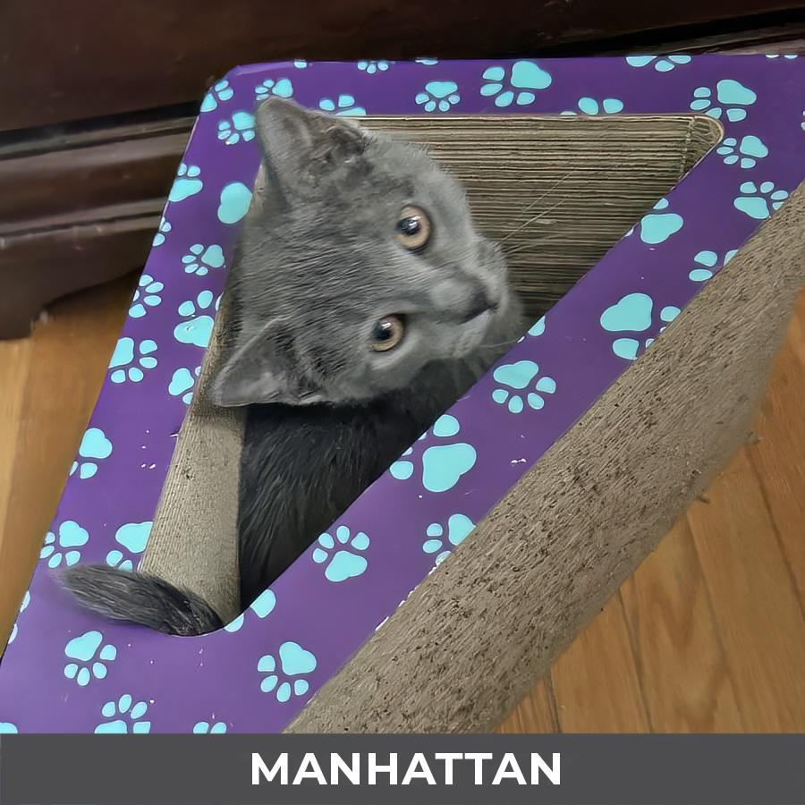 Enlarge Manhattan, a Adoptable Domestic Short Hair in Etobicoke, ON image 2/3