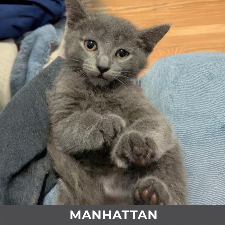 Enlarge Manhattan, a Adoptable Domestic Short Hair in Etobicoke, ON image 3/3