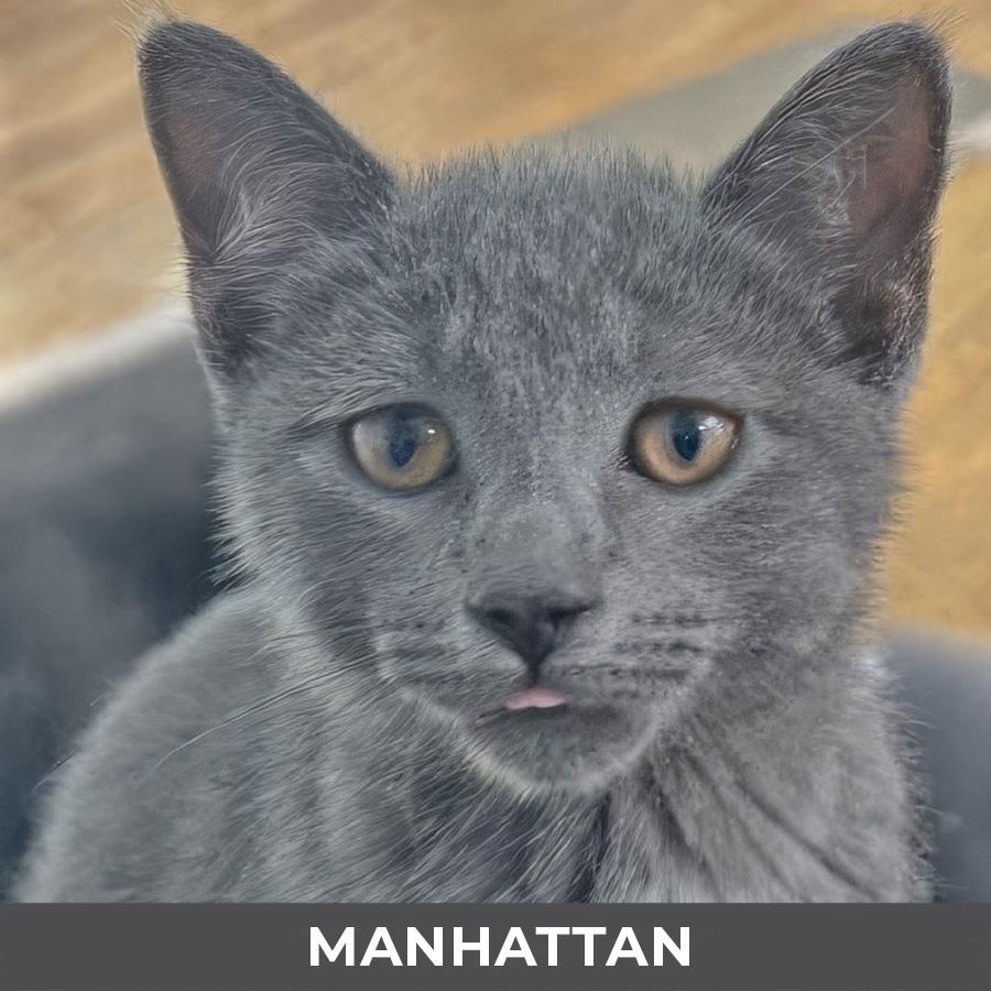 Manhattan, Adoptable, Kitten Male Domestic Short Hair.