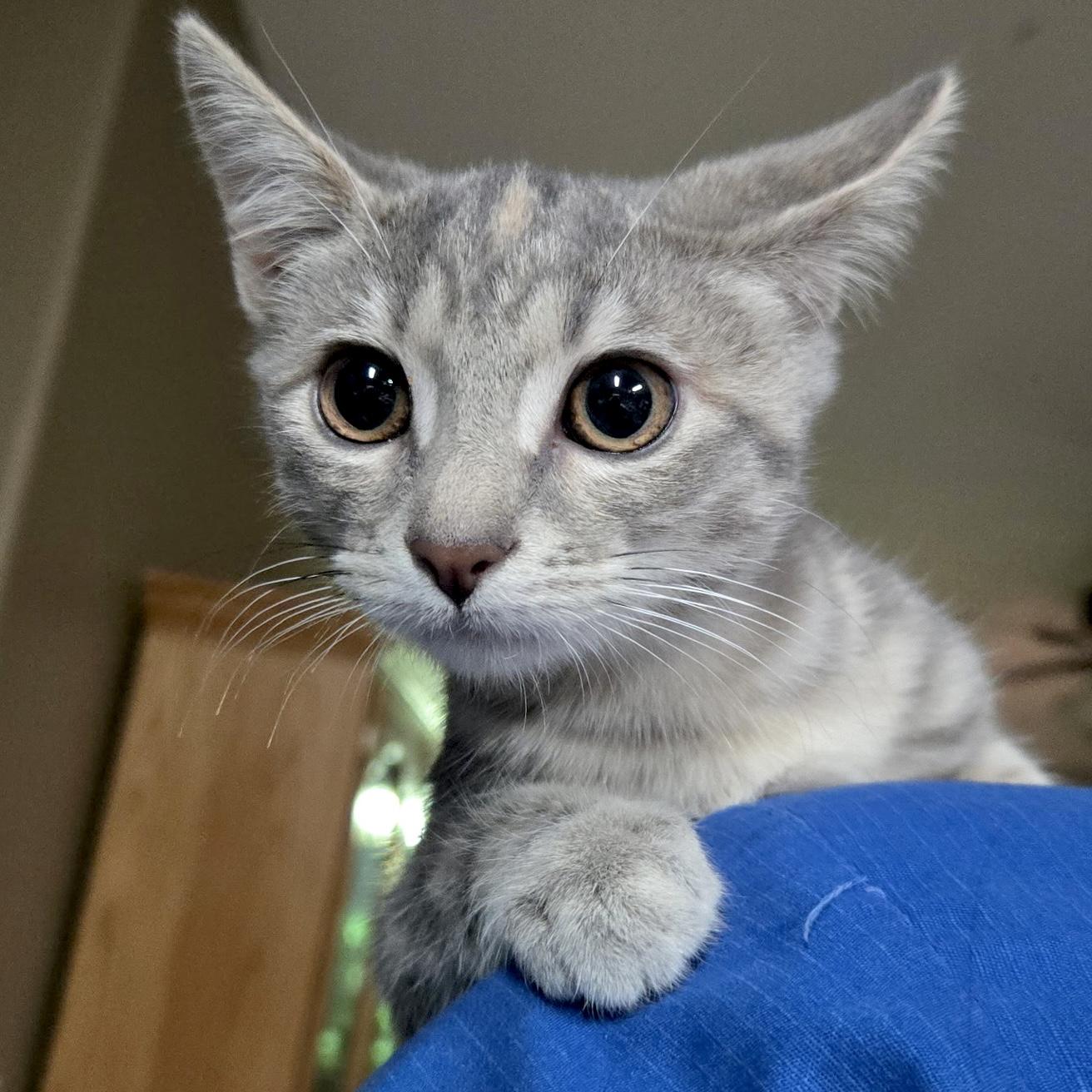 Enlarge Minerva, a Adoptable Domestic Short Hair in Sonora, CA image 1/1