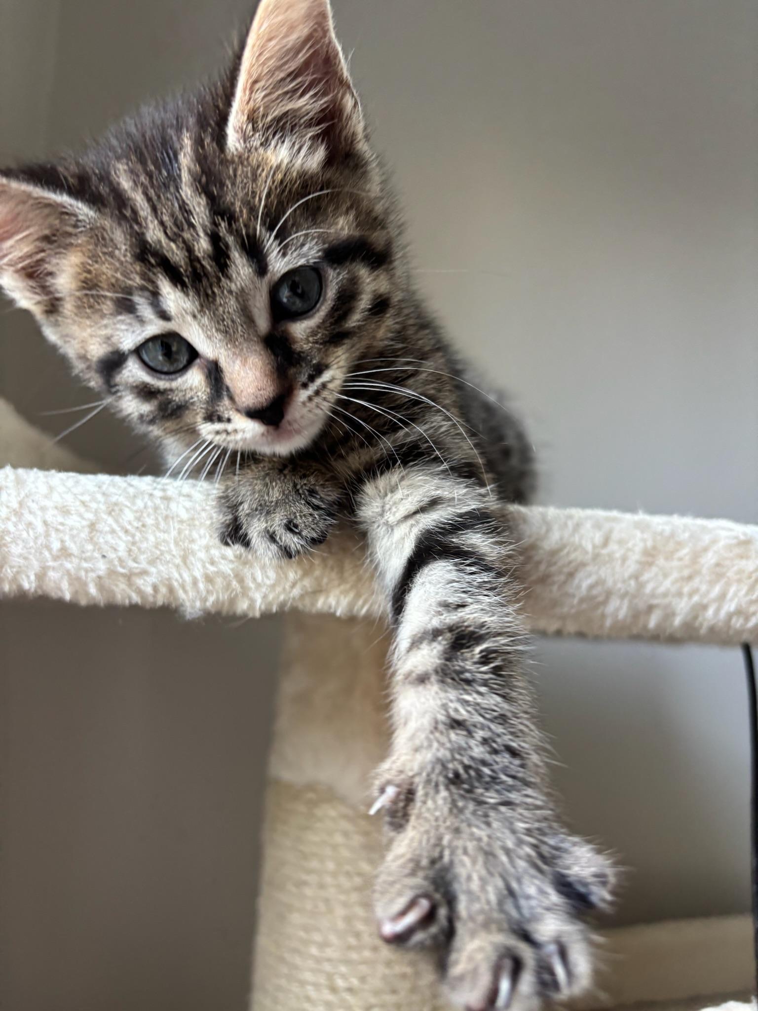 Enlarge Saturn, a ADOPTABLE Domestic Short Hair in Chicago, IL image 4/6