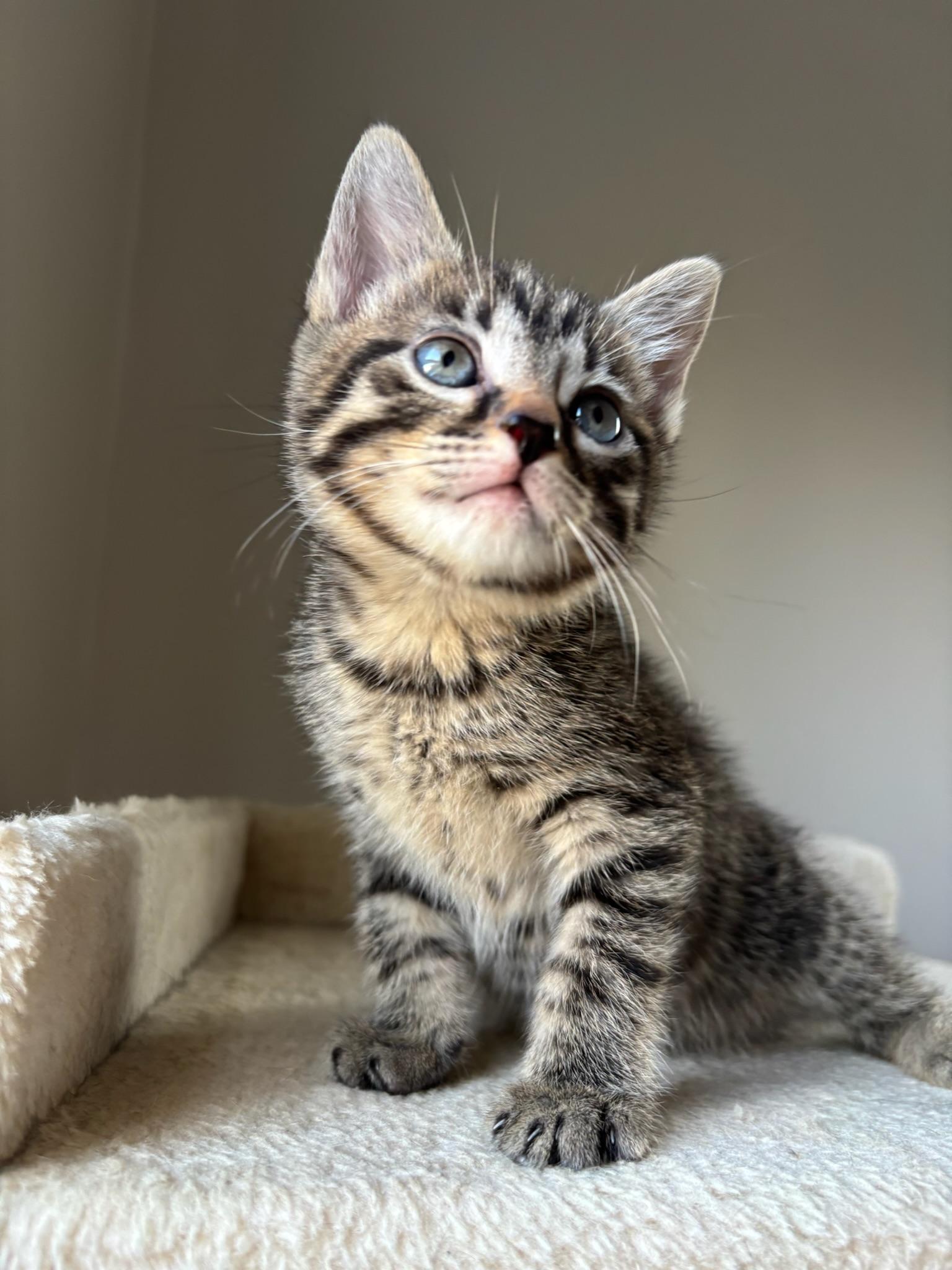 Enlarge Saturn, a ADOPTABLE Domestic Short Hair in Chicago, IL image 5/6