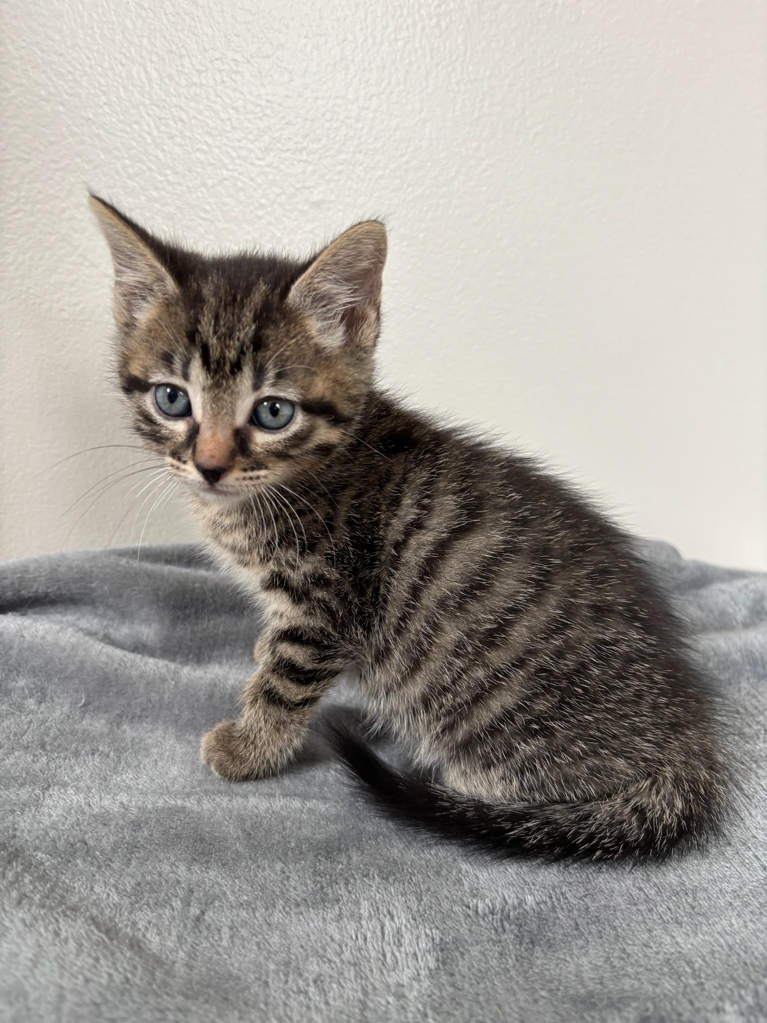 Enlarge Saturn, a ADOPTABLE Domestic Short Hair in Chicago, IL image 1/6
