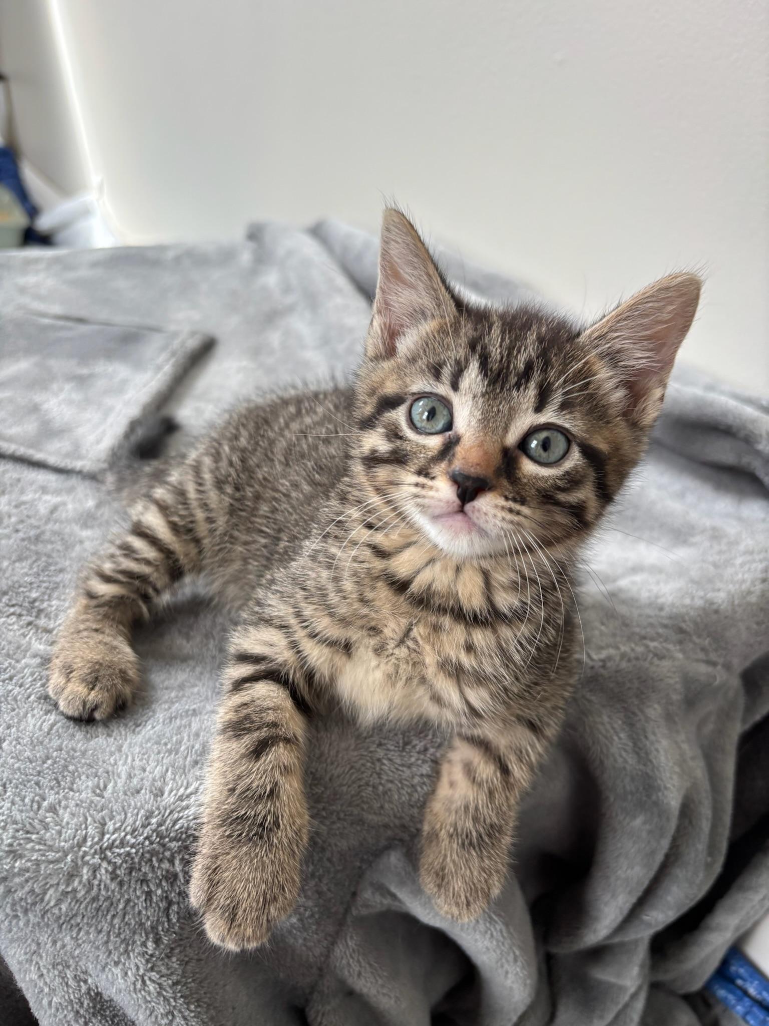 Enlarge Saturn, a ADOPTABLE Domestic Short Hair in Chicago, IL image 6/6
