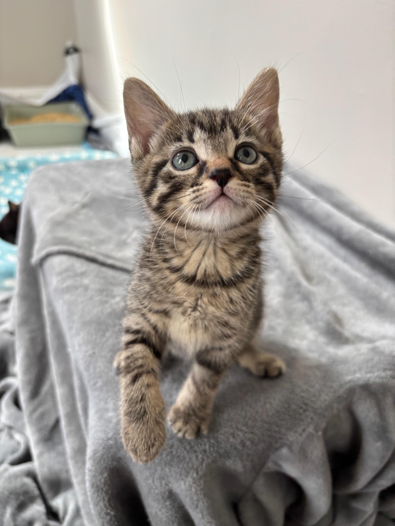 Enlarge Saturn, a ADOPTABLE Domestic Short Hair in Chicago, IL image 2/6
