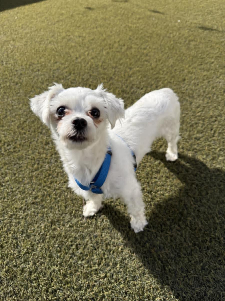 Bolt, ADOPTABLE, Adult Male Maltese.