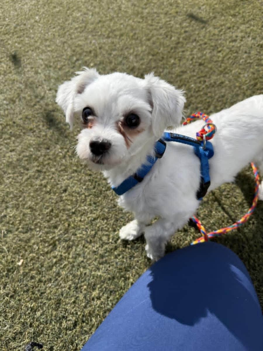 Bolt, a ADOPTABLE Maltese in Haddonfield , NJ image 2/2