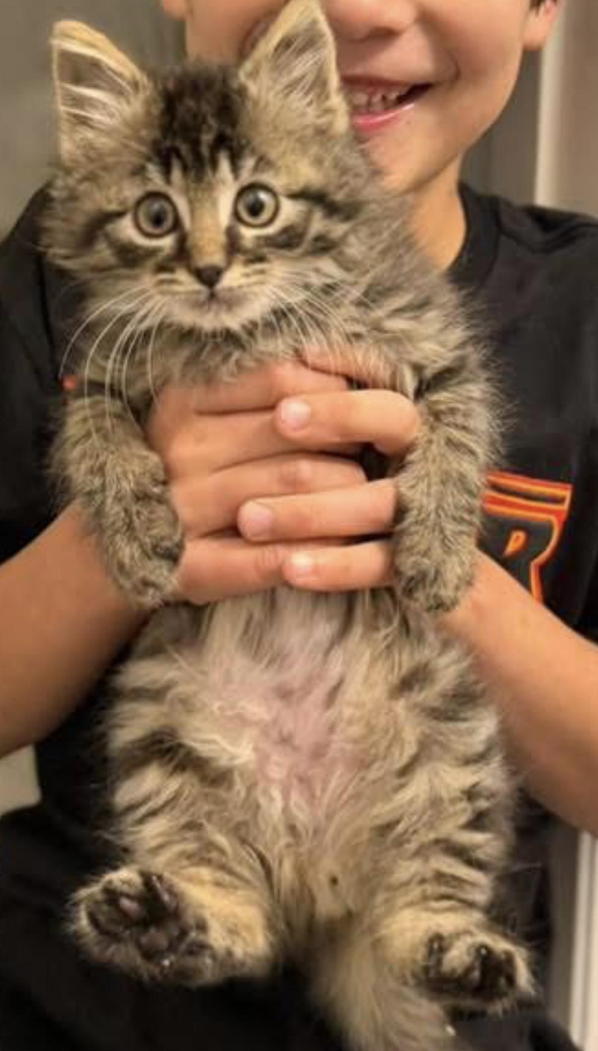 Martin, adopted, Young Male Domestic Short Hair.