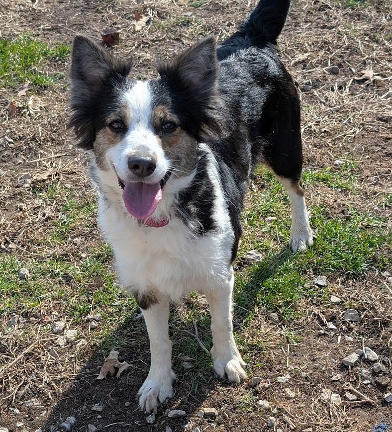 Zella, Adoptable, Adult Female Australian Shepherd.