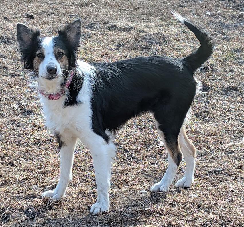 Enlarge Zella, a Adoptable Australian Shepherd in Carthage, IL image 3/6