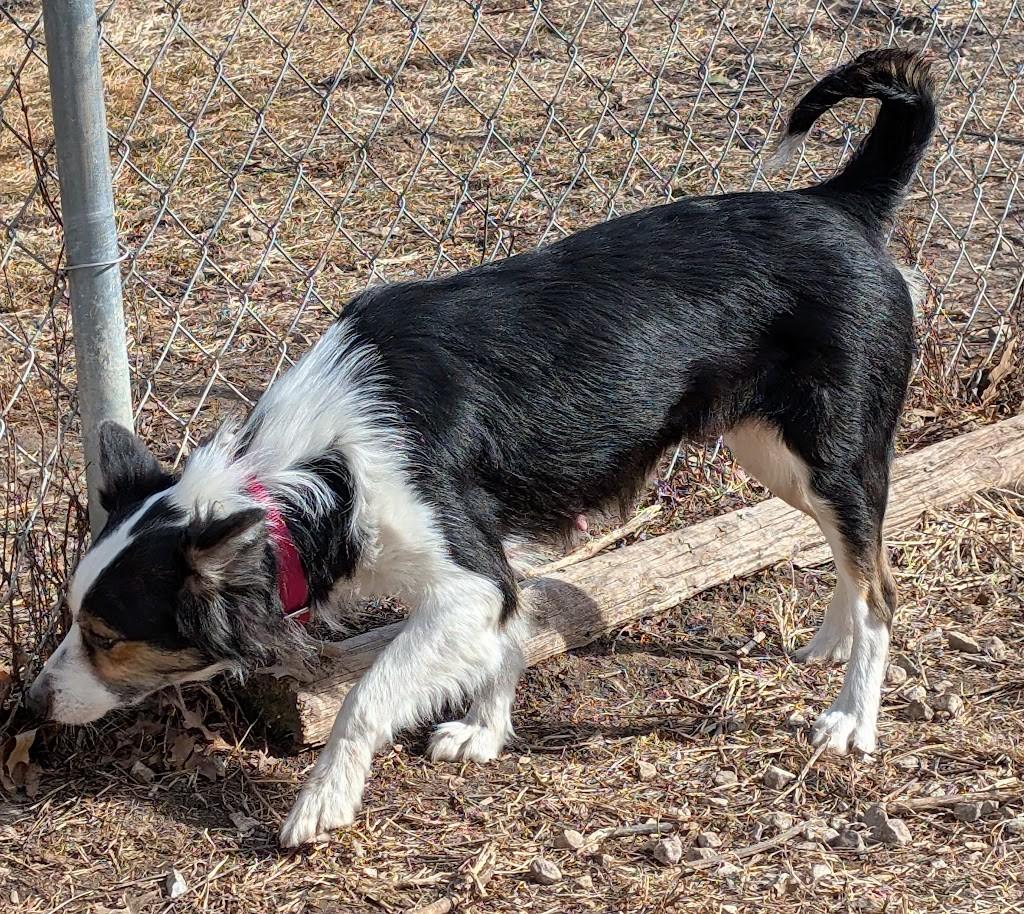 Enlarge Zella, a Adoptable Australian Shepherd in Carthage, IL image 5/6