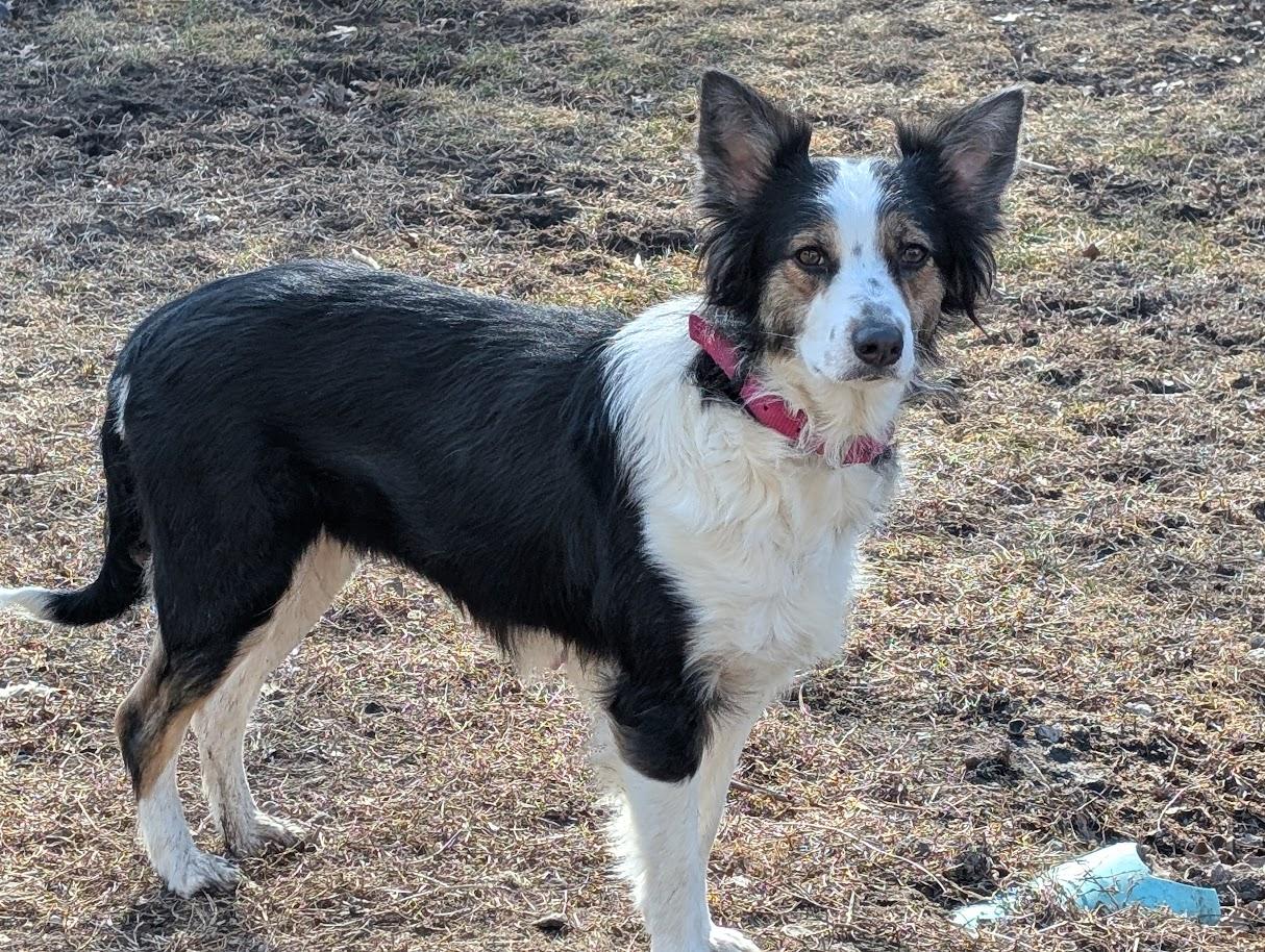 Enlarge Zella, a Adoptable Australian Shepherd in Carthage, IL image 4/6