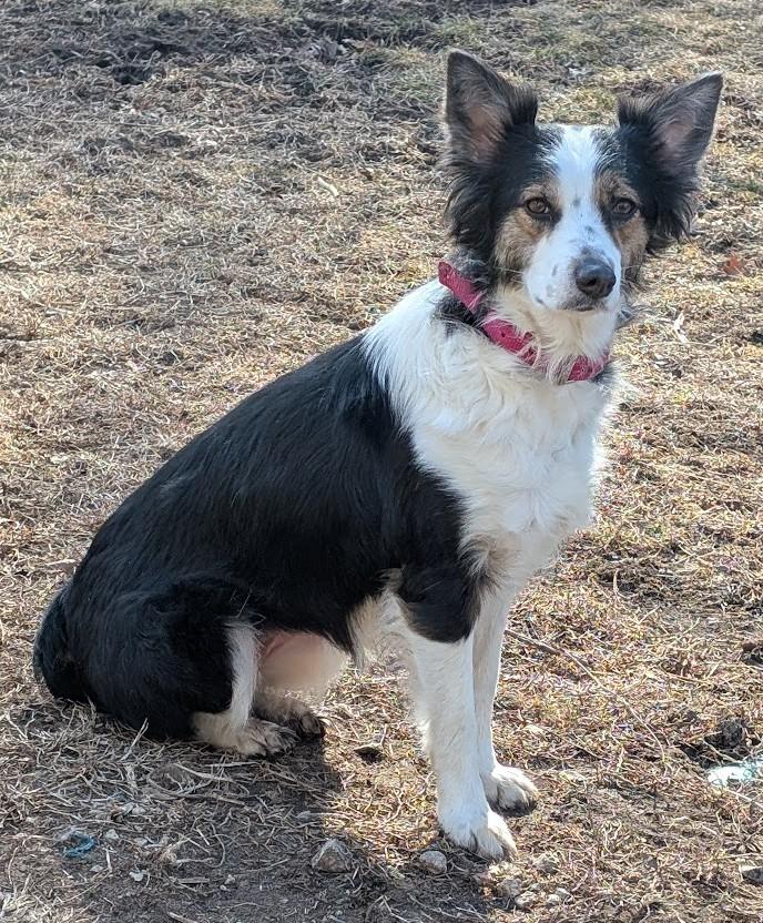 Enlarge Zella, a Adoptable Australian Shepherd in Carthage, IL image 2/6