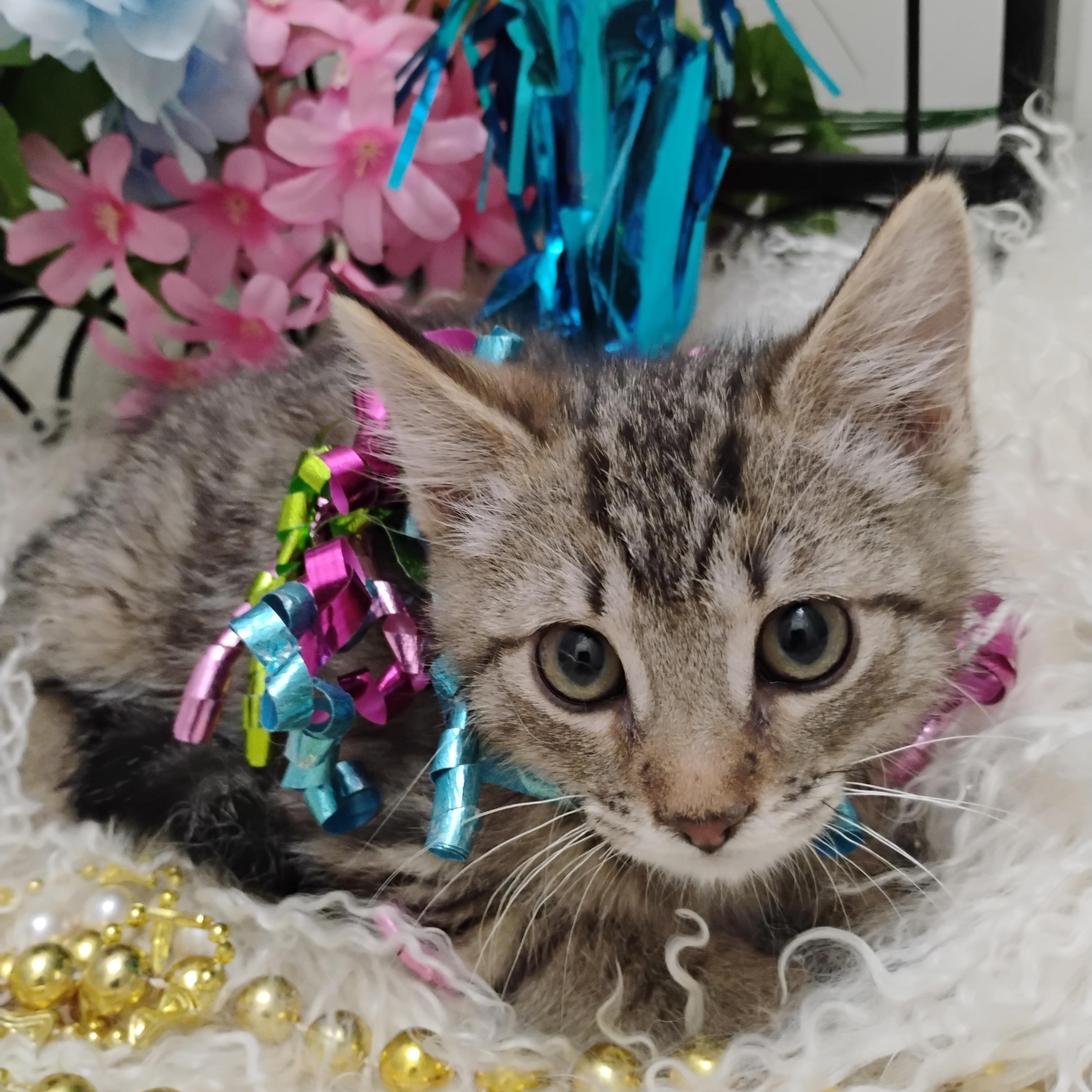 ulta f torbi tabby 2lb 1 oz kids/cats/dogs, ADOPTABLE, Kitten Female Domestic Short Hair.