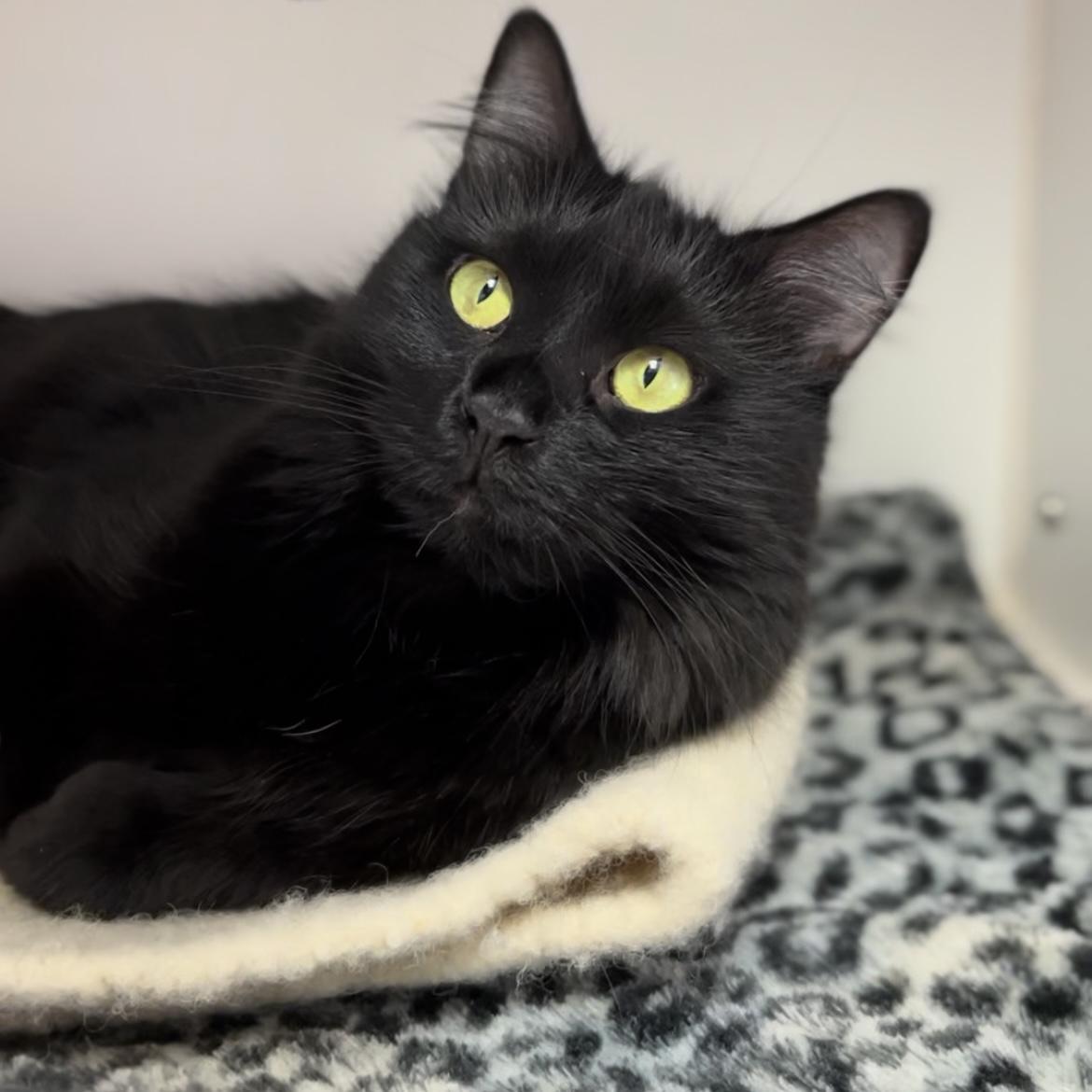 Lexi, a Adoptable mixed breed in Terryville, CT image 3/6