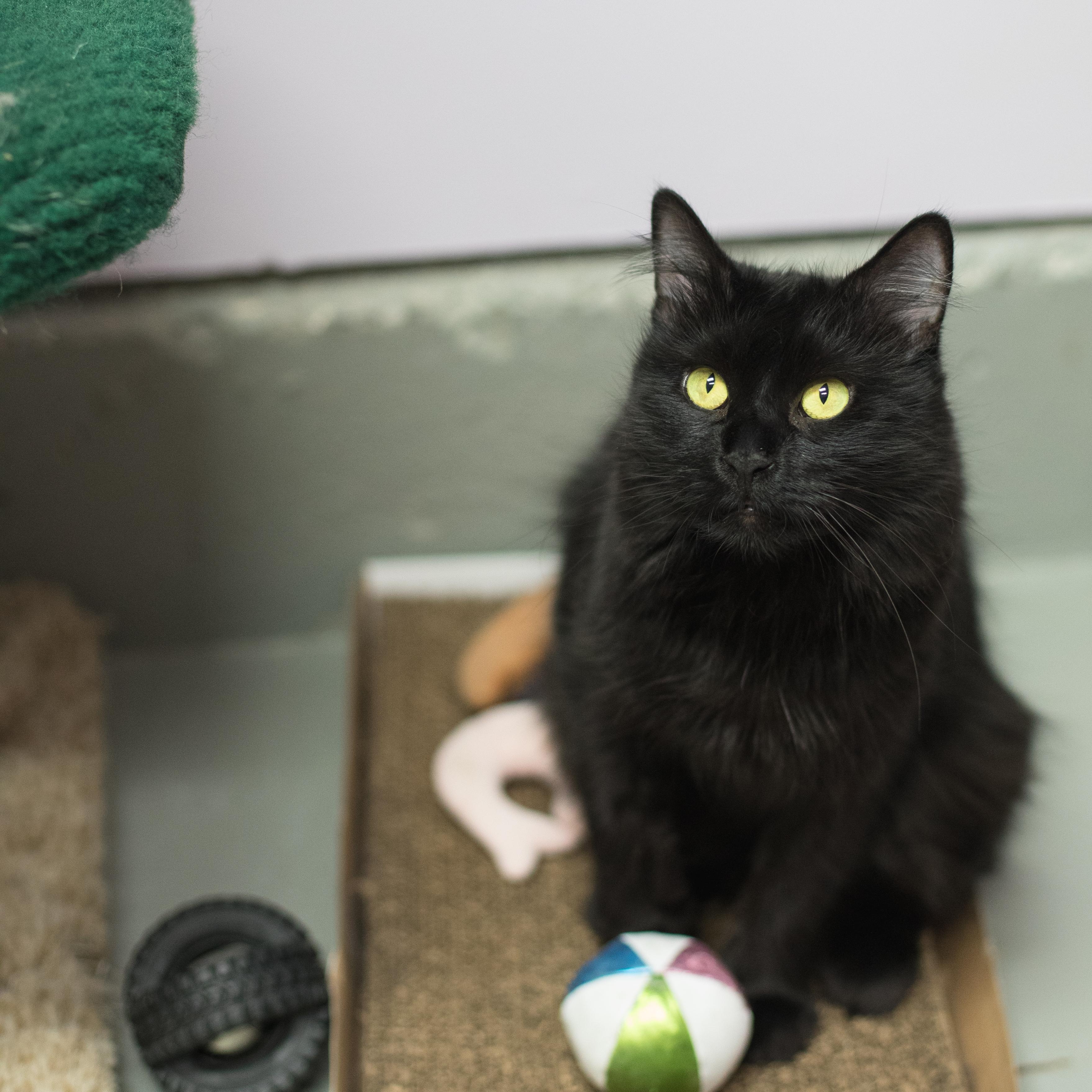 Enlarge Lexi, a Adoptable mixed breed in Terryville, CT image 6/6