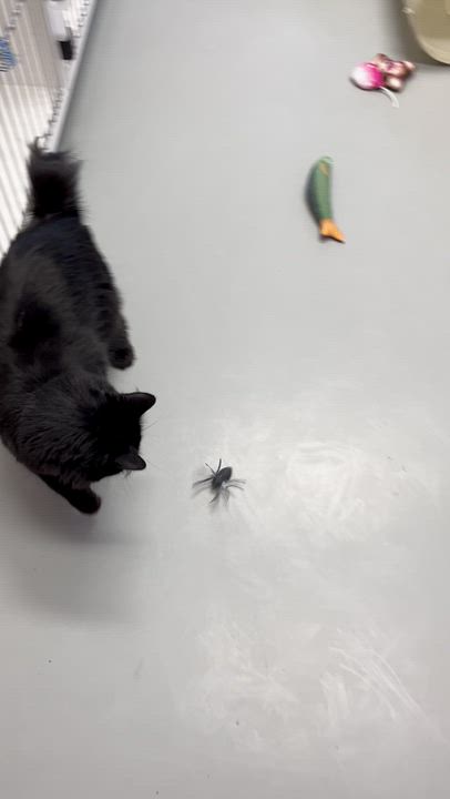 Enlarge Lexi, a Adoptable mixed breed in Terryville, CT video 4/6