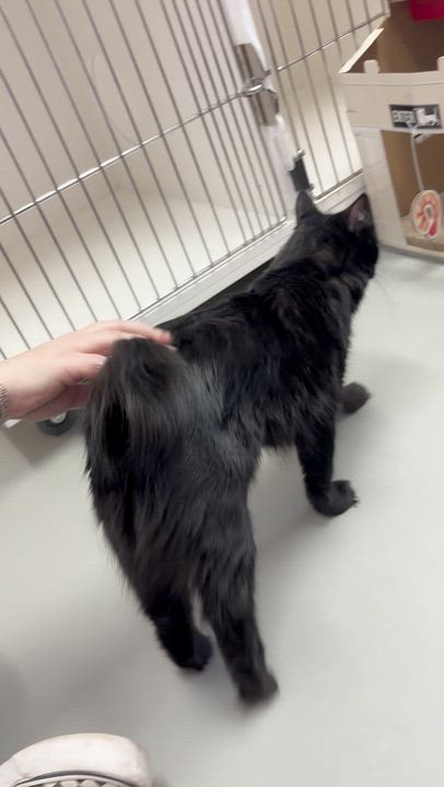 Enlarge Lexi, a Adoptable mixed breed in Terryville, CT video 5/6