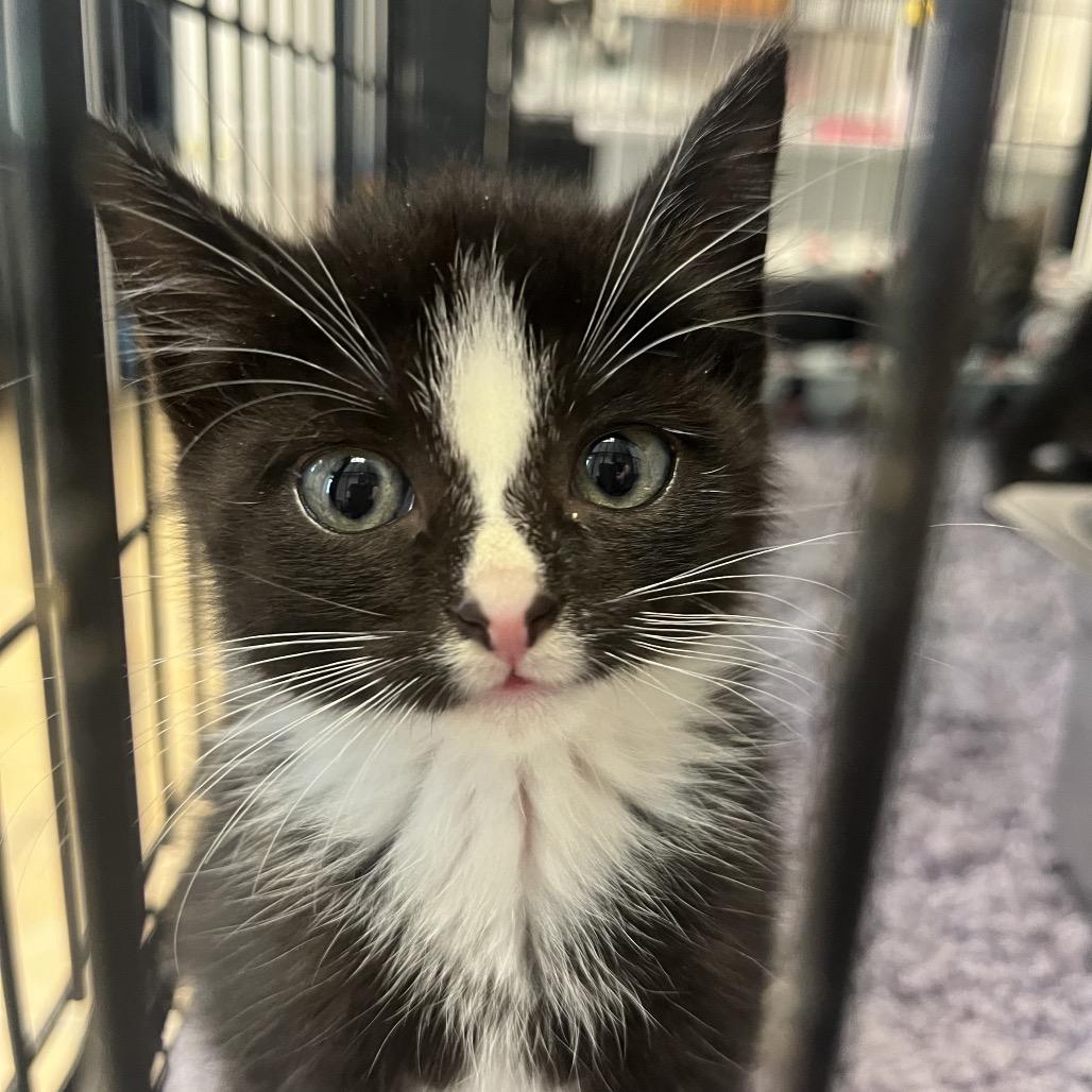 Willow, Adoptable, Kitten Female Domestic Short Hair.