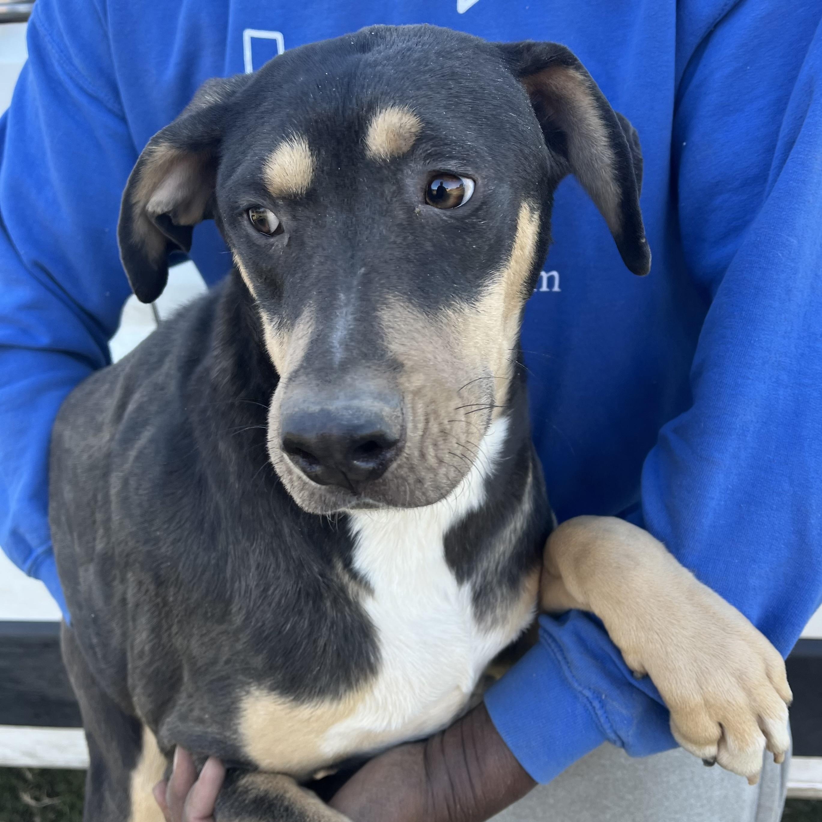 Waffle - Local February 13-15, adoptable, Young Male Labrador Retriever.