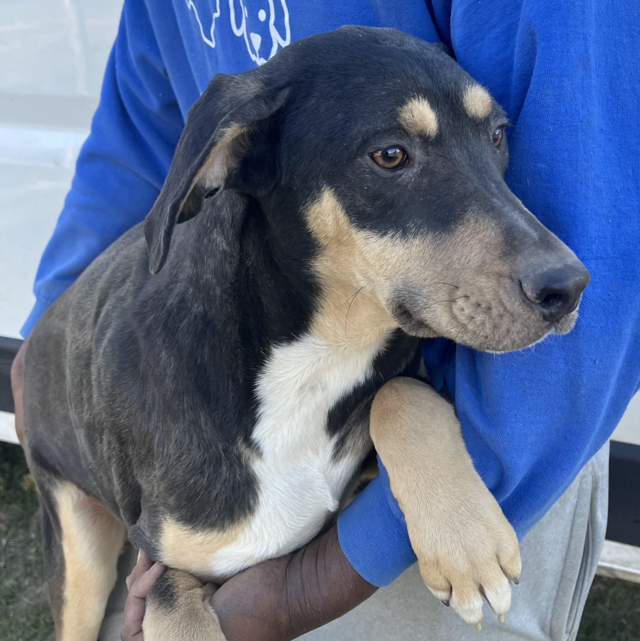 Enlarge Waffle - Local February 13-15, an adoptable mixed breed in Happy Valley , OR image 3/6