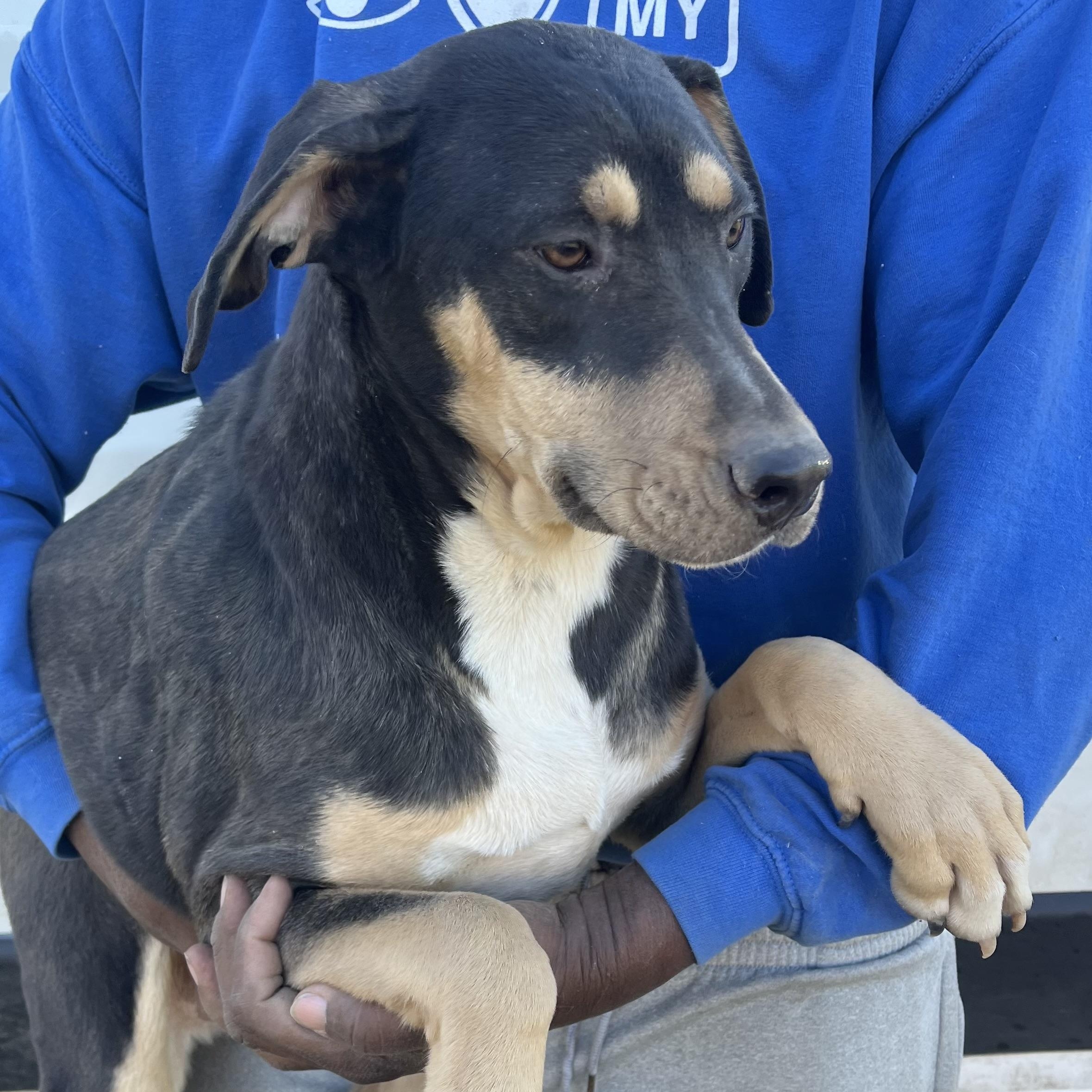 Enlarge Waffle - Local February 13-15, an adoptable mixed breed in Happy Valley , OR image 6/6