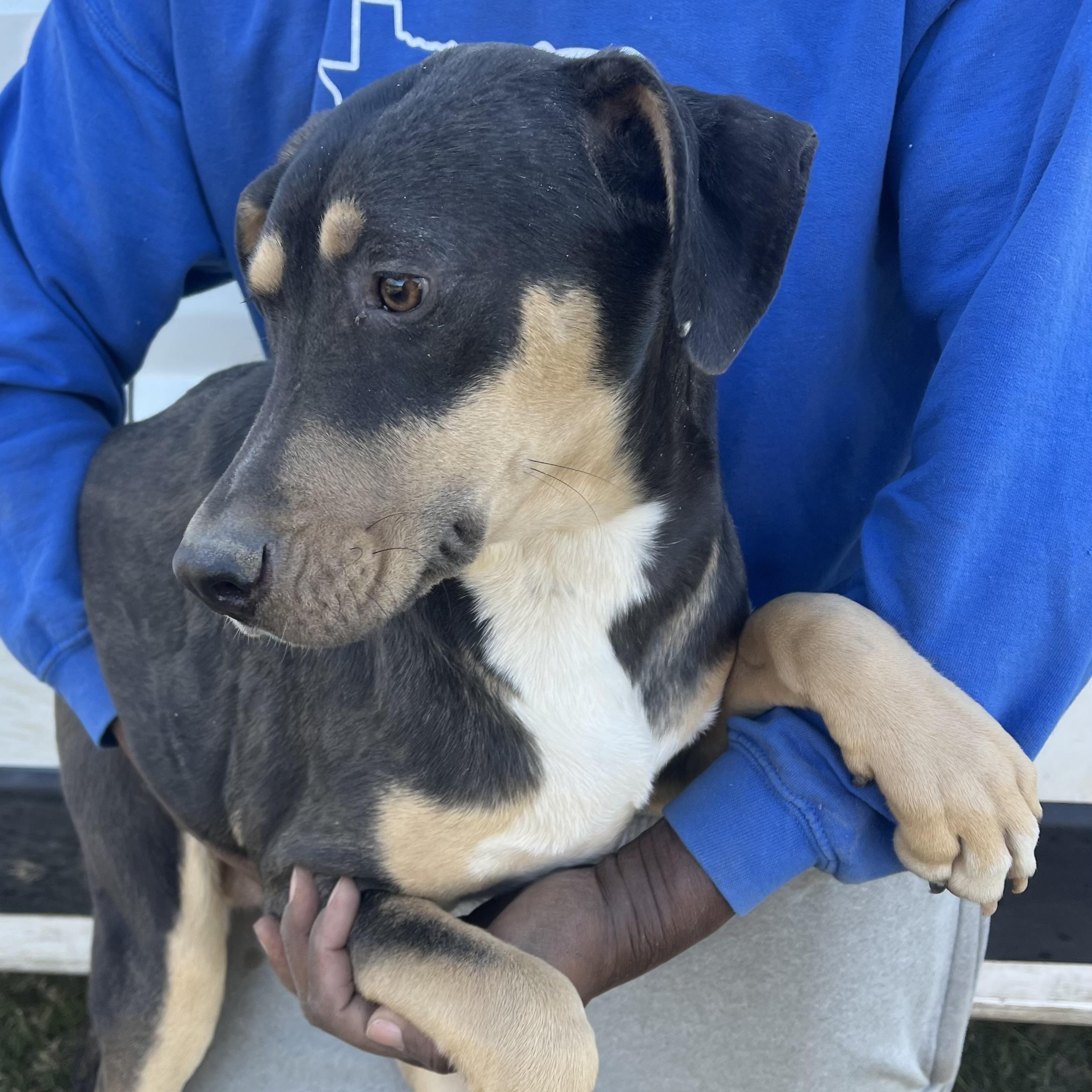 Enlarge Waffle - Local February 13-15, an adoptable mixed breed in Happy Valley , OR image 4/6