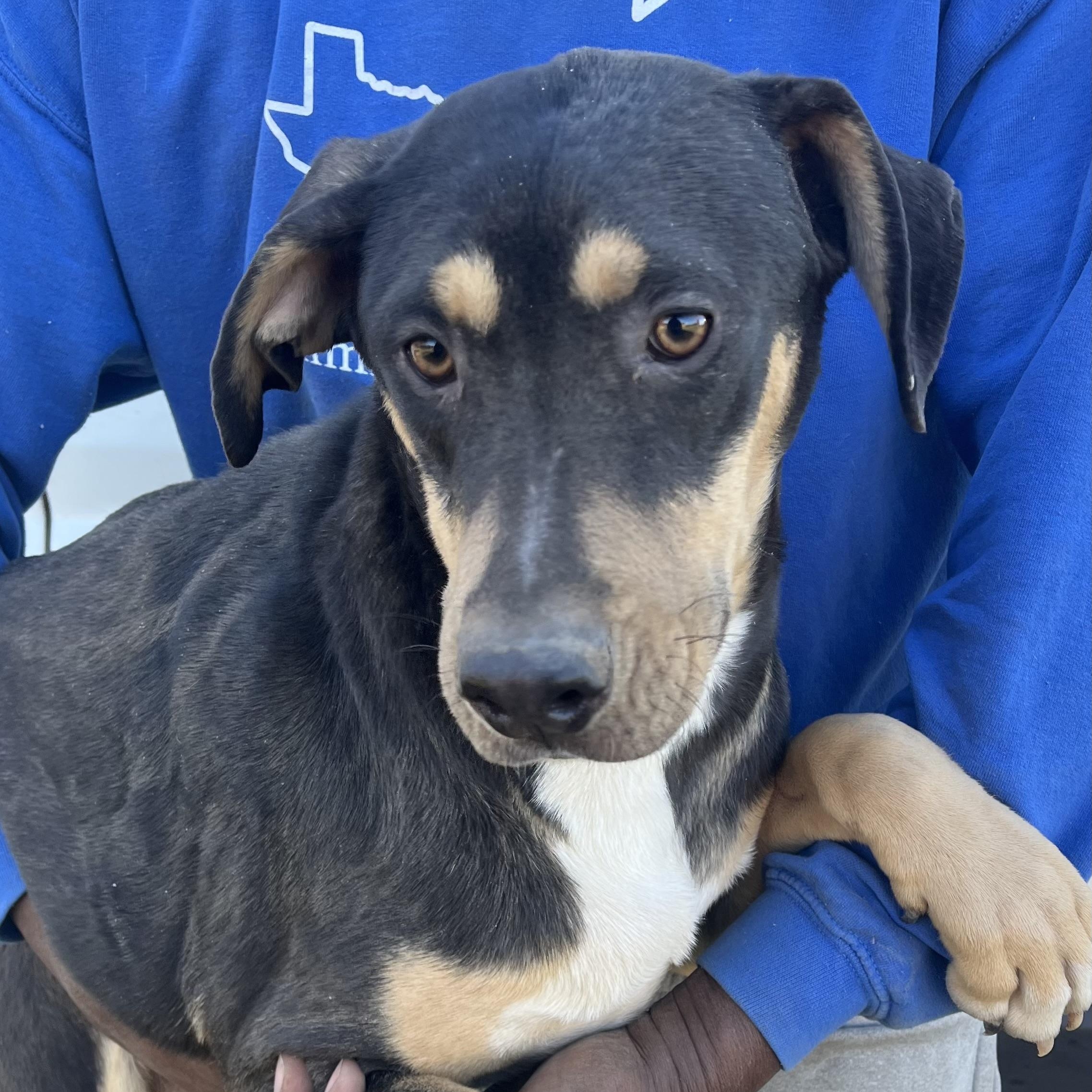 Enlarge Waffle - Local February 13-15, an adoptable mixed breed in Happy Valley , OR image 5/6