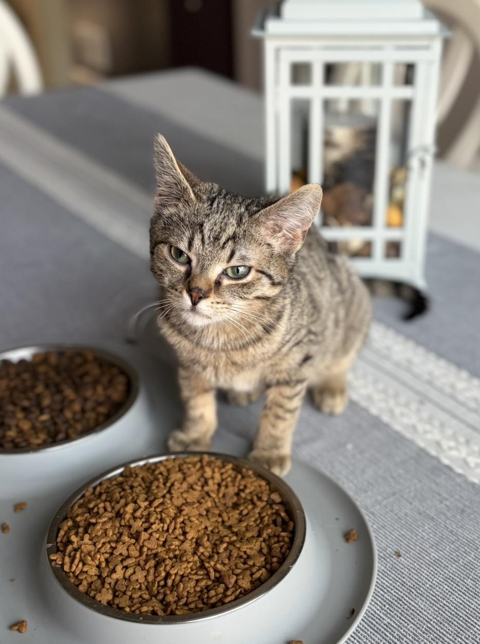 Enlarge Dustin, a Adoptable Domestic Short Hair in Plainfield, IL image 3/6