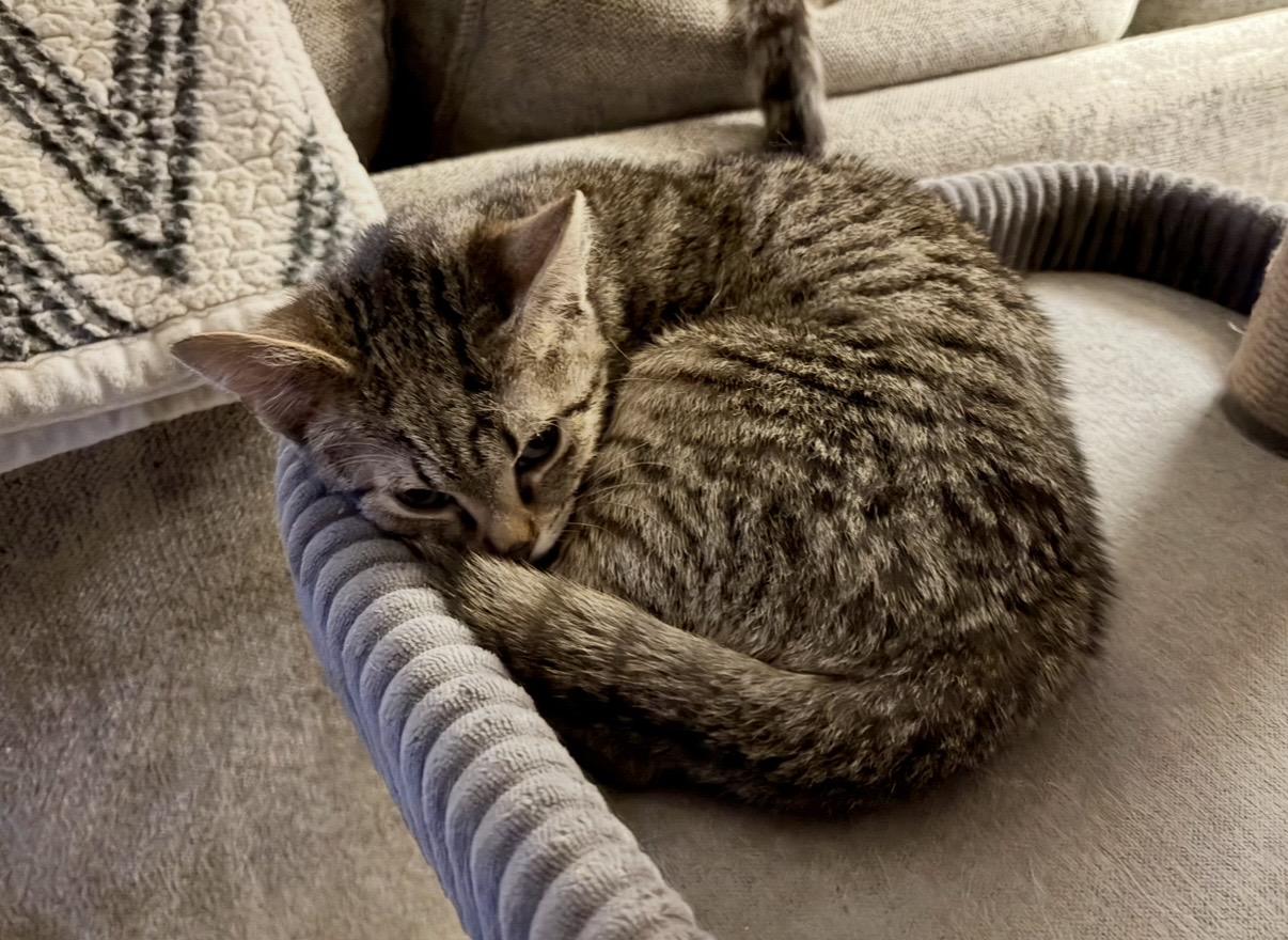 Enlarge Dustin, a Adoptable Domestic Short Hair in Plainfield, IL image 5/6
