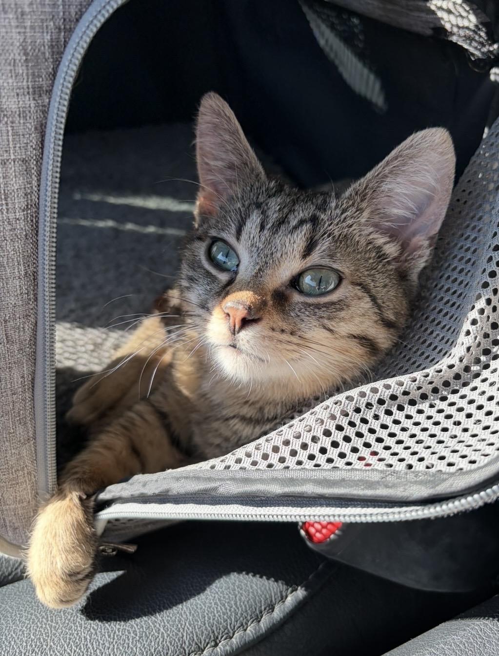 Enlarge Dustin, a Adoptable Domestic Short Hair in Plainfield, IL image 2/6